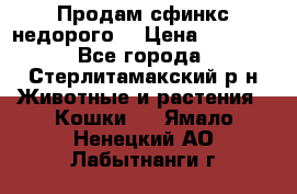 Продам сфинкс недорого  › Цена ­ 1 000 - Все города, Стерлитамакский р-н Животные и растения » Кошки   . Ямало-Ненецкий АО,Лабытнанги г.